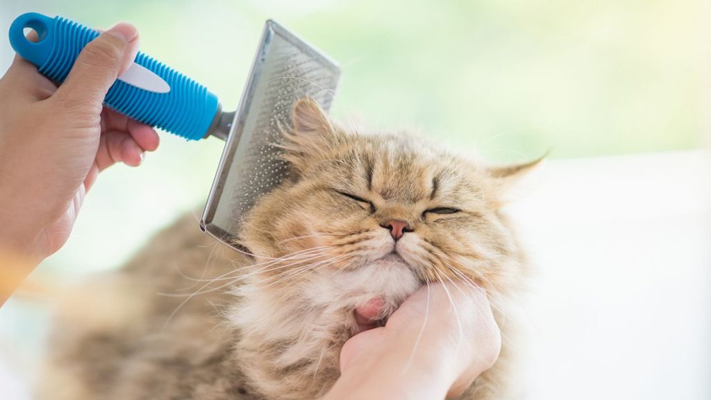 Miami pet grooming